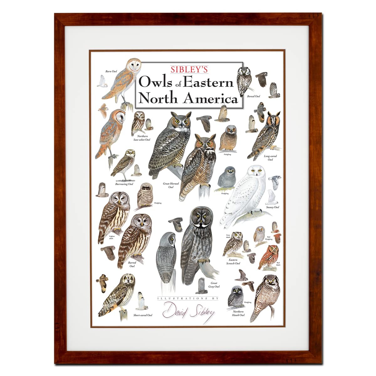 Earth Sky + Water - Sibleys Owls of Eastern North America - Double-matted