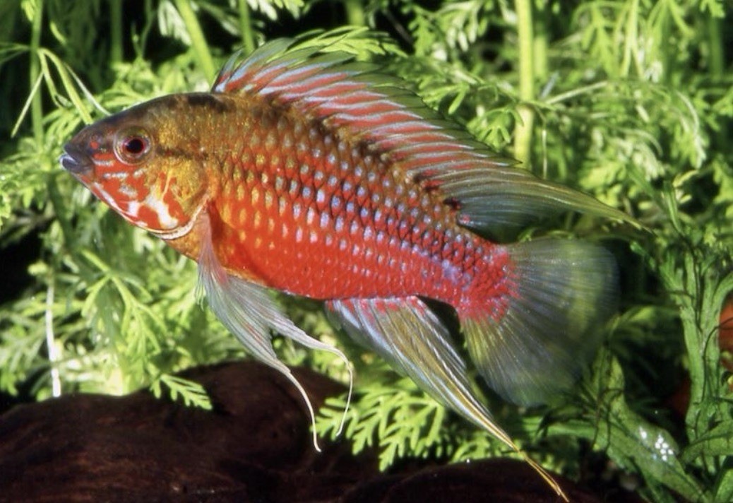1 PAIR Apistogramma Hongsloi Super Red .tank Raise FreshWater  Fish.very Healthy