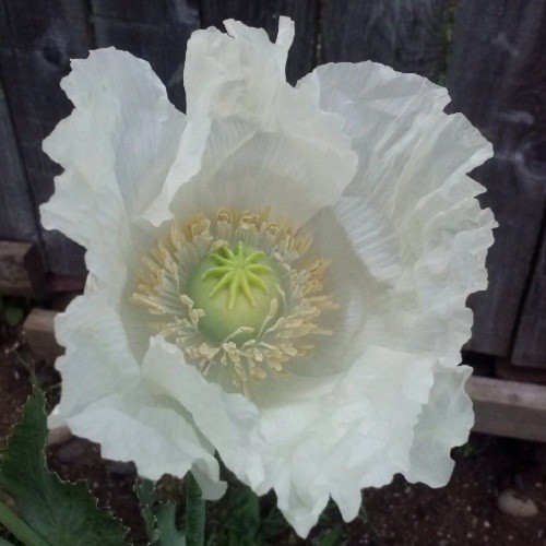 Stratified Peshawar White Pakistani Papavaer Somniferum Poppy Seeds For Planting Stratified Peshawar White Pakistani Papavaer Somniferum Poppy Seeds For Planting