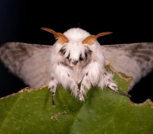 5X Dot-Lined Moth eggs RARE LIMITED AMOUNT  Silkmoth lepidoptera Live feeder