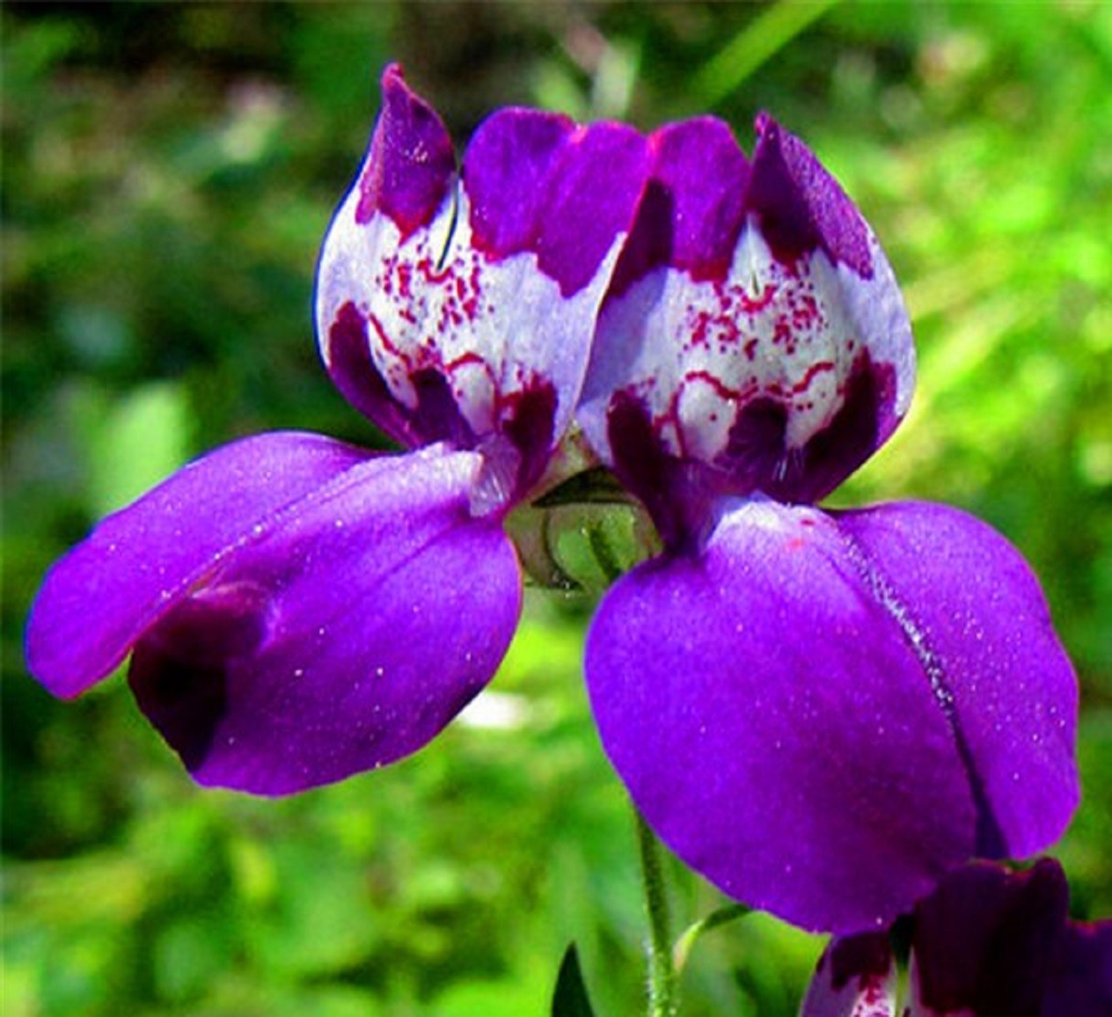 Beautiful Chinese Houses Seeds 200 SEEDS NON-GMO --BUY (4) ITEMS 