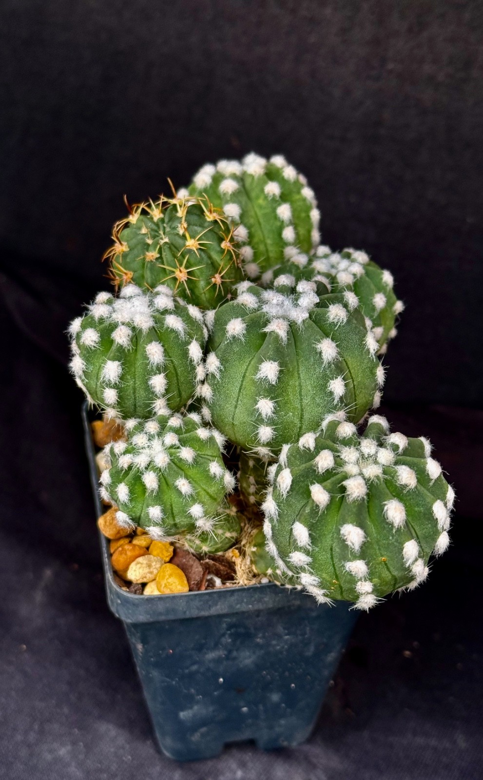 Echinopsis subdenudatum cv. Fuzzy Naval, lot of 6+ cactus plants