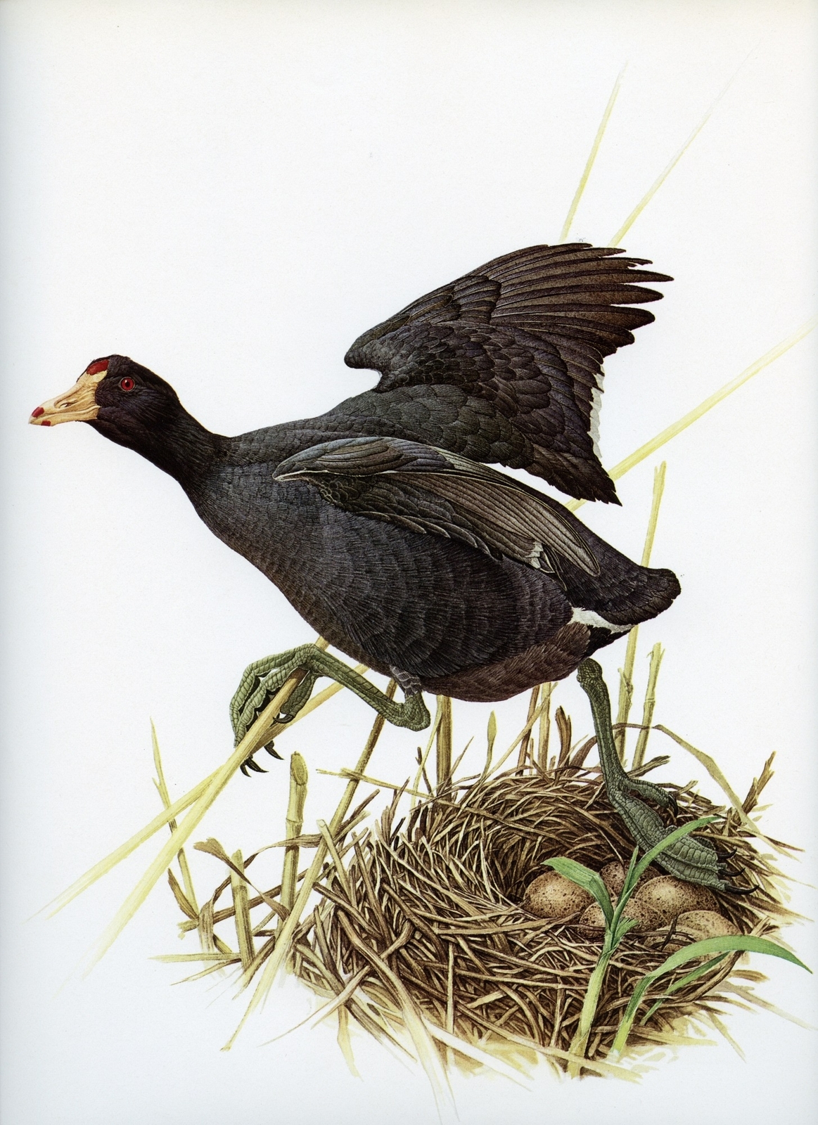 J F Lansdowne AMERICAN COOT Mud Hen bird illustration 1968 vintage bird print