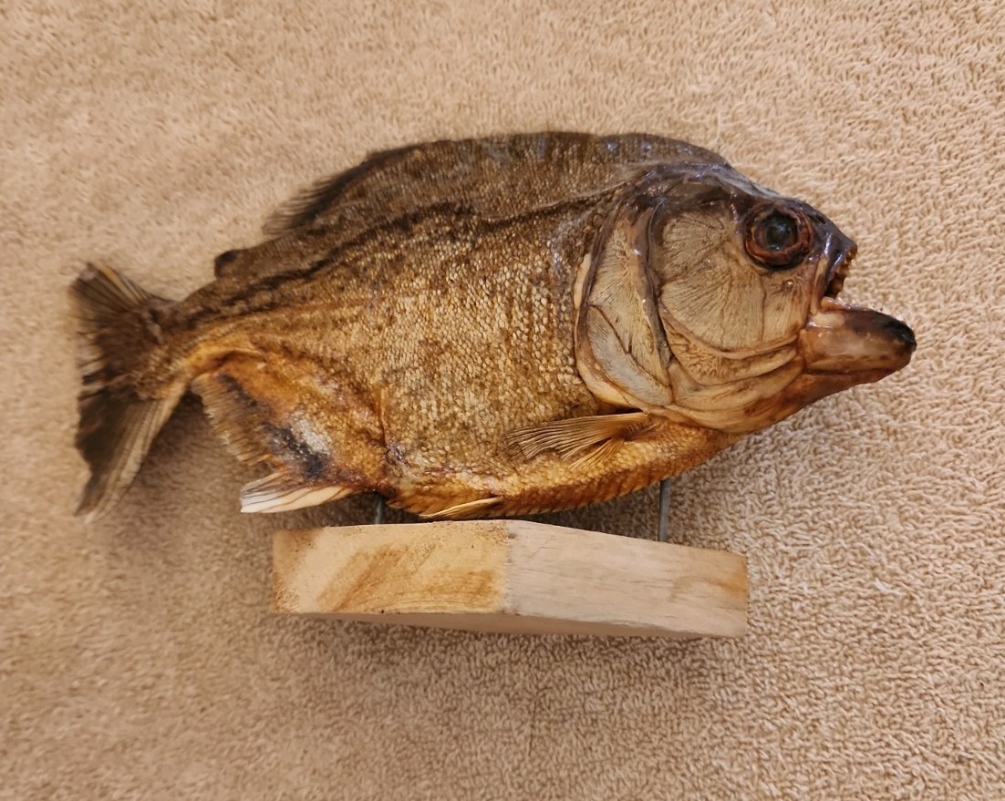 Vintage Taxidermy Piranha on Wood Base from Amazon Jungle in Peru circa 1990
