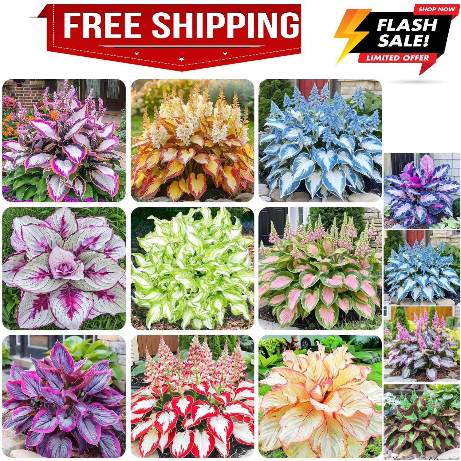 200+ Mixed Rare Hosta Seeds for Planting-Attract Pollinators Perennial Garden...