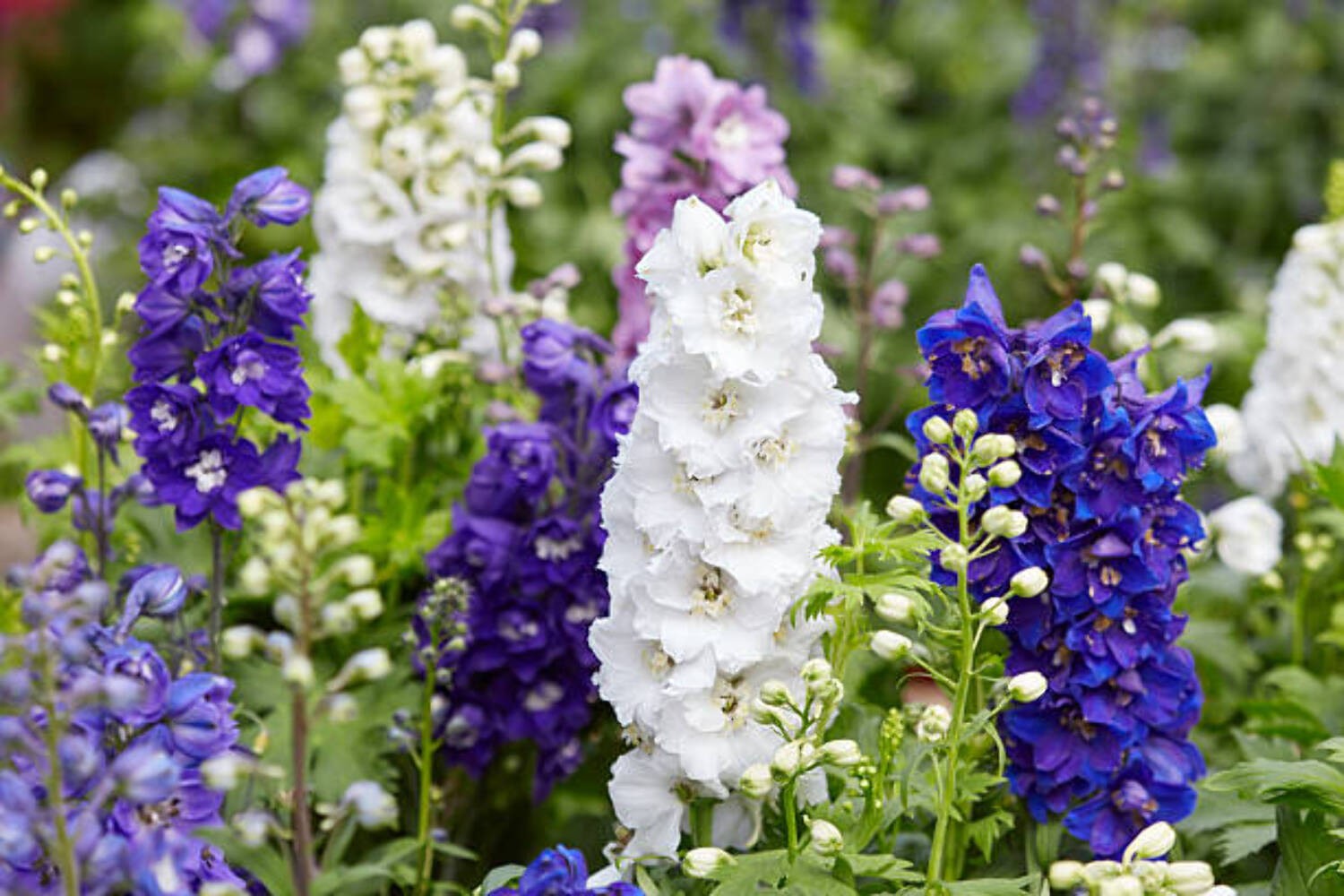 100 IMPERIAL ROCKET LARKSPUR SEED MIX |2026 SALE  NON GMO HEIRLOOM