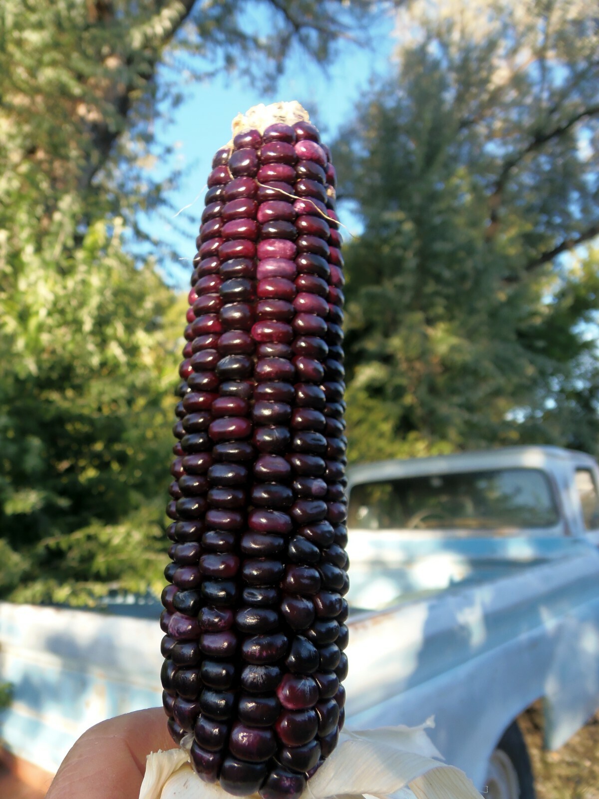 Hopi Corn - one of the Three Sisters