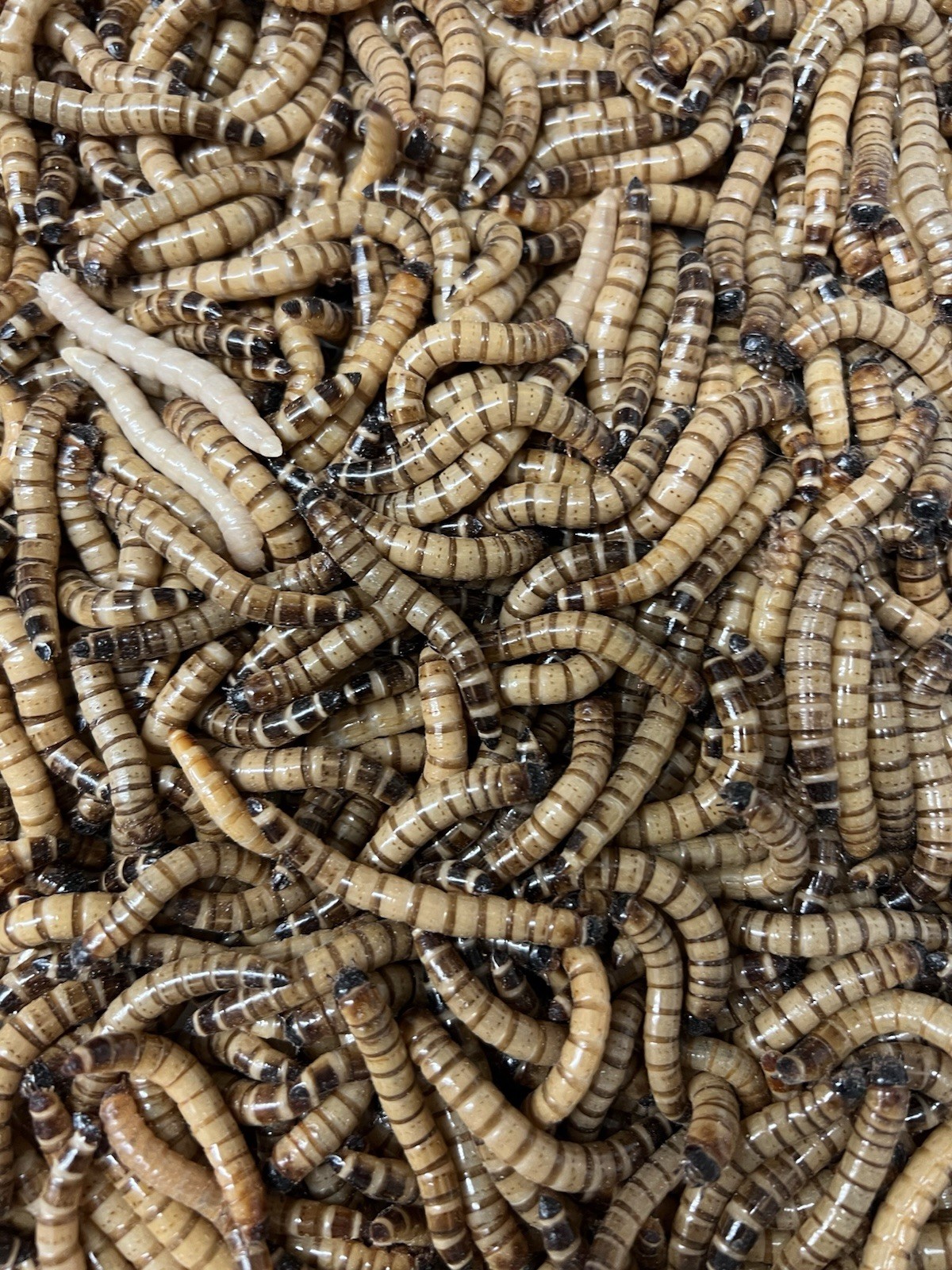 Large Live Superworms 500 Reptile Food Feeders  