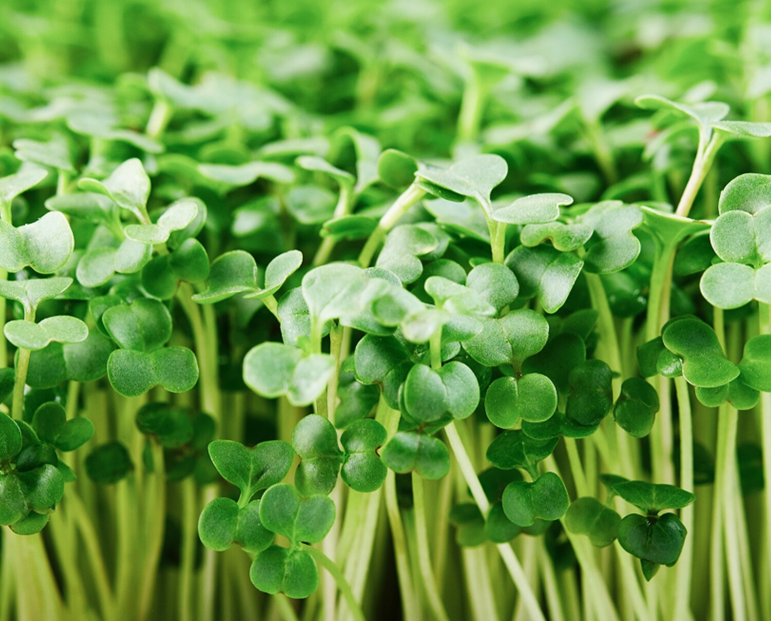 Organic Broccoli MICROGREEN Seeds | Heirloom Non GMO Sprouting Seeds
