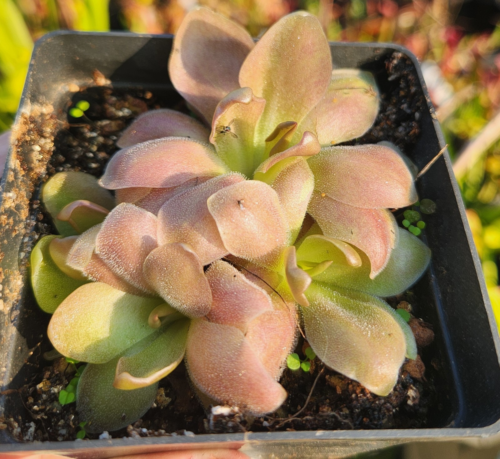 Pinguicula \'Pirouette\', Tropical Butterwort, Mexican Butterwort