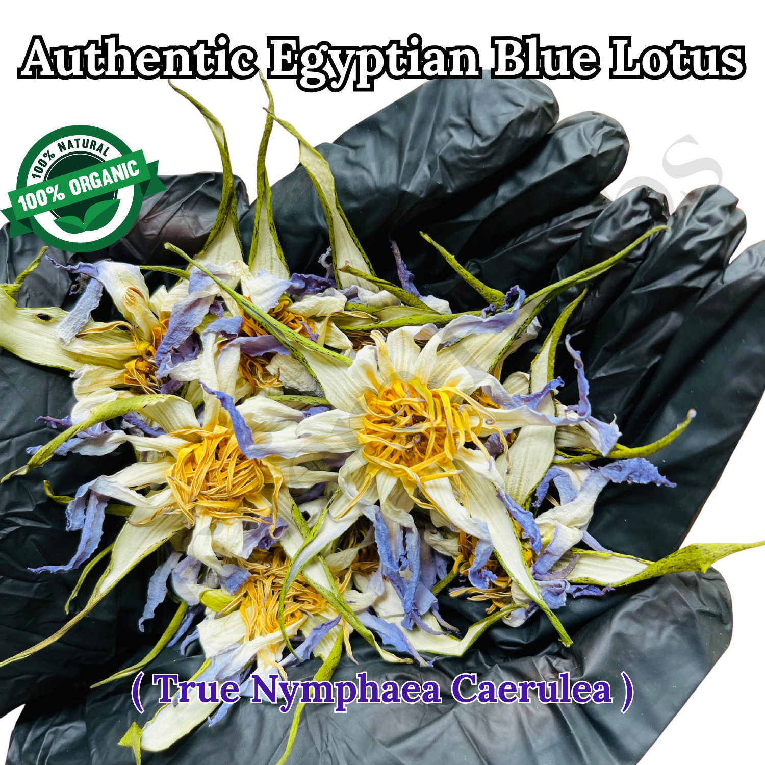 Blue Lotus Flower Dried Organic Egyptian Tea Nymphaea Caerulea