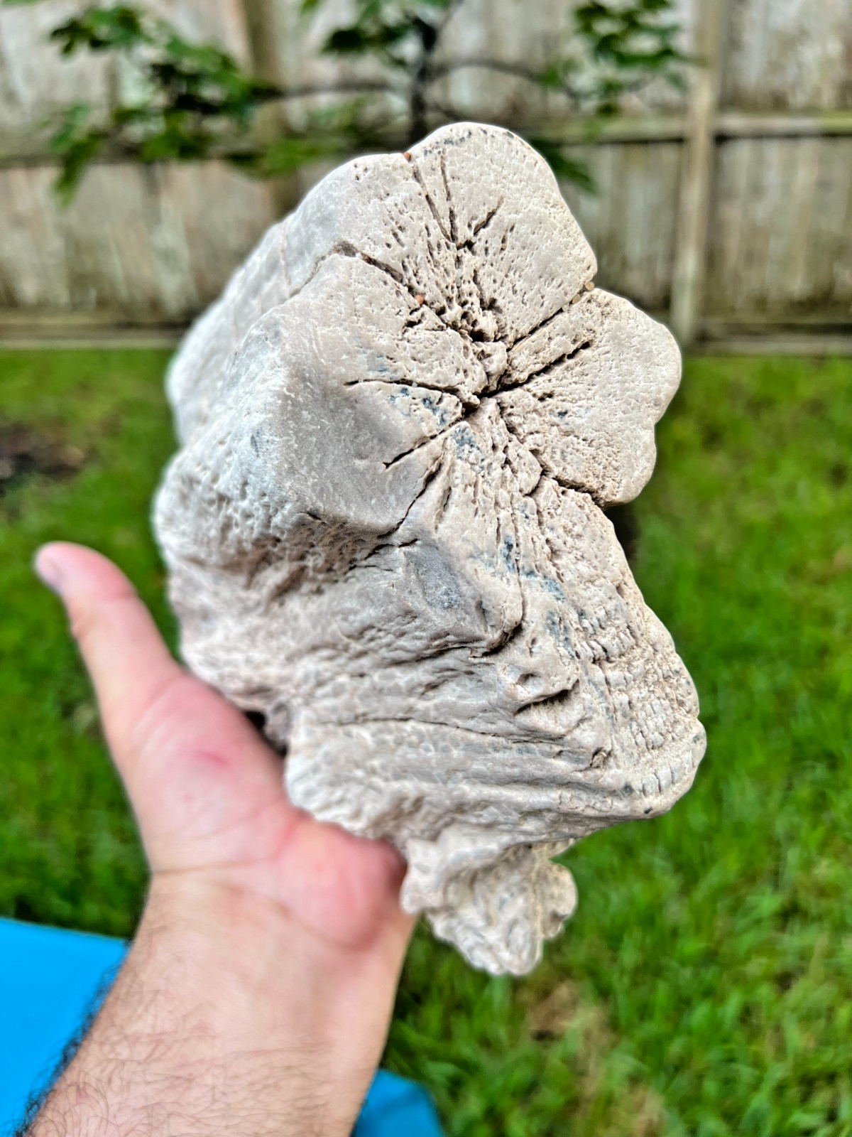 Texas Petrified Wood 8 Texas Petrified Wood 8