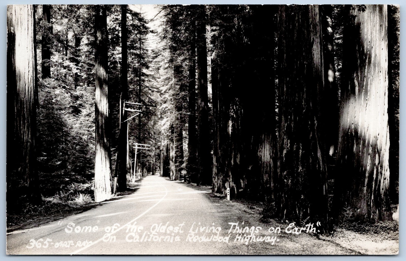 CALIFORNIA REDWOOD HIGHWAY CA  1940's BIG TREES highway ART RAY RPPC