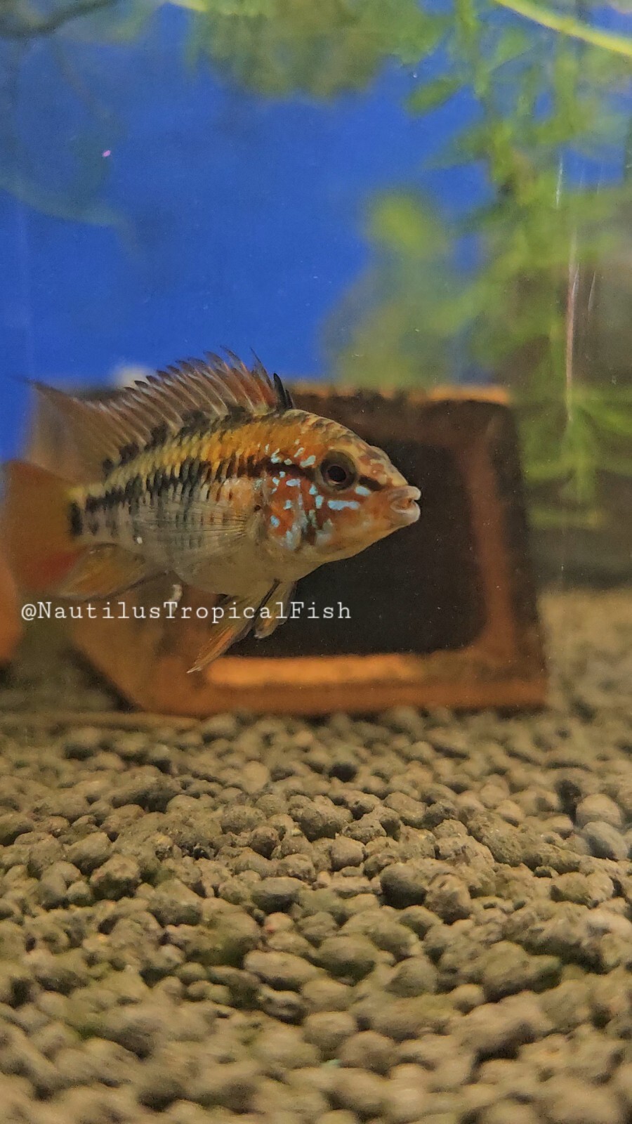 Beautiful pair Apistogramma red neck macmasteri - Live arrival Beautiful pair Apistogramma red neck macmasteri - Live arrival