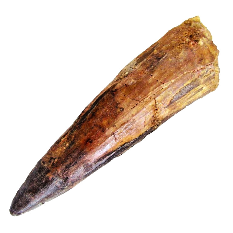 3 INCH LONG SPINOSAURUS TOOTH REAL DINOSAUR FOSSIL EXTINCT RELIC SPINOSAUR NICE