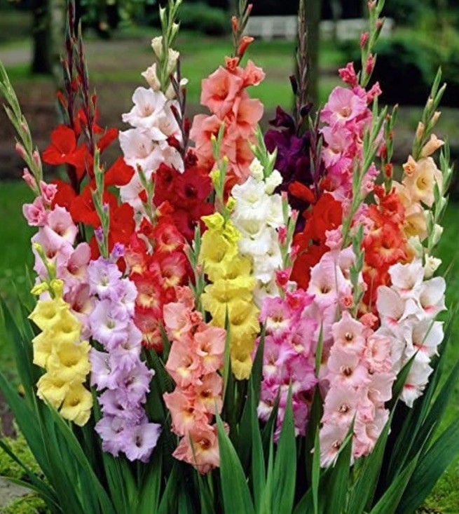 Gladiolus Twenty Mixed Color Blend Tall Flower Bulbs Corms  10/12CM