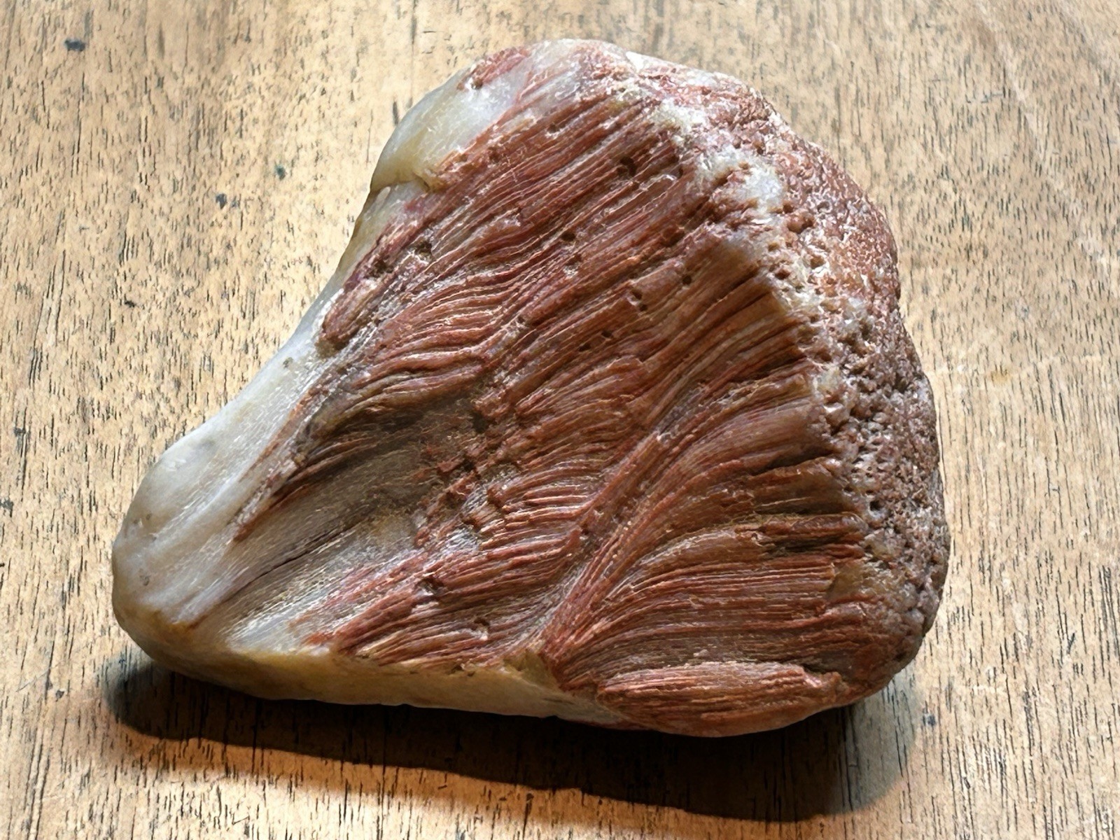 Awesome OOAK Rare Petrified Wood Peeler Lake Superior Agate