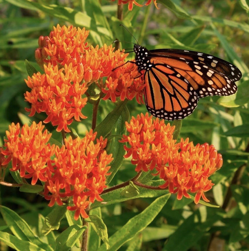 100 Plus Milkweed Seeds-Attract Monarch Butterflies-Asclepias Tuberosa