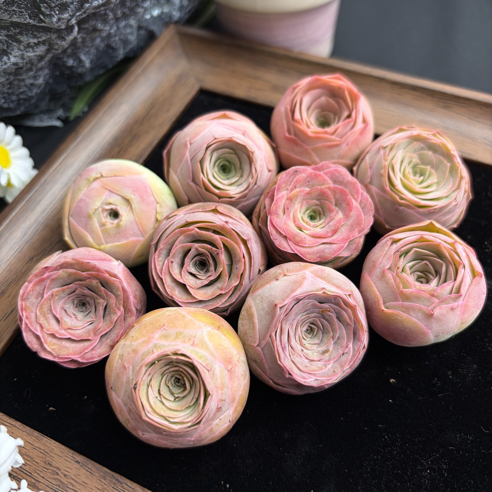 3/6/12PCS Rare Mountain Rose Succulents Live Plants Greenovia- Pink Succulent