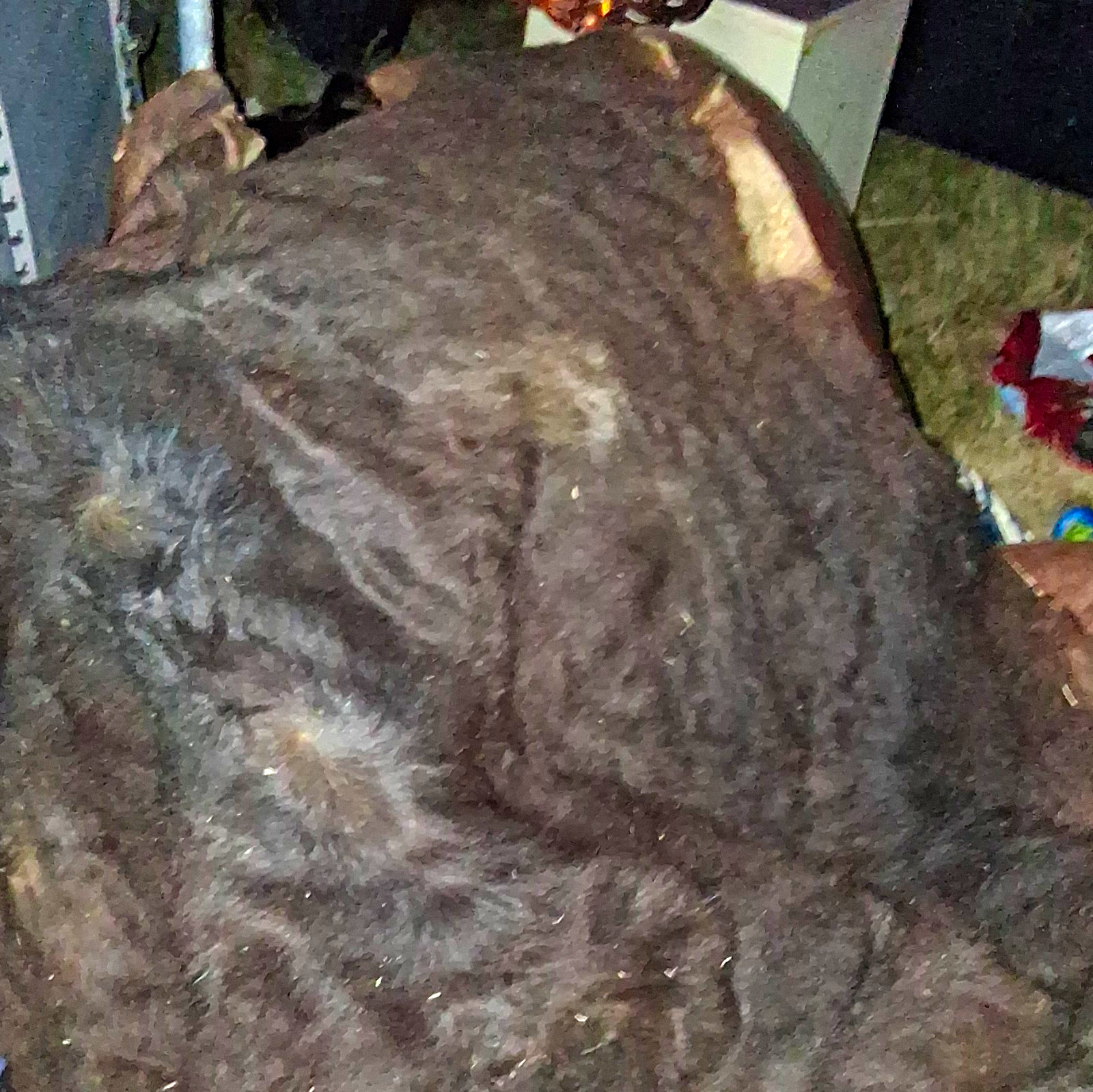 Fresh Tanned Wild Montana Yellowstone Bison Buffalo Robe Blanket Leather Antler Fresh Tanned Wild Montana Yellowstone Bison Buffalo Robe Blanket Leather Antler