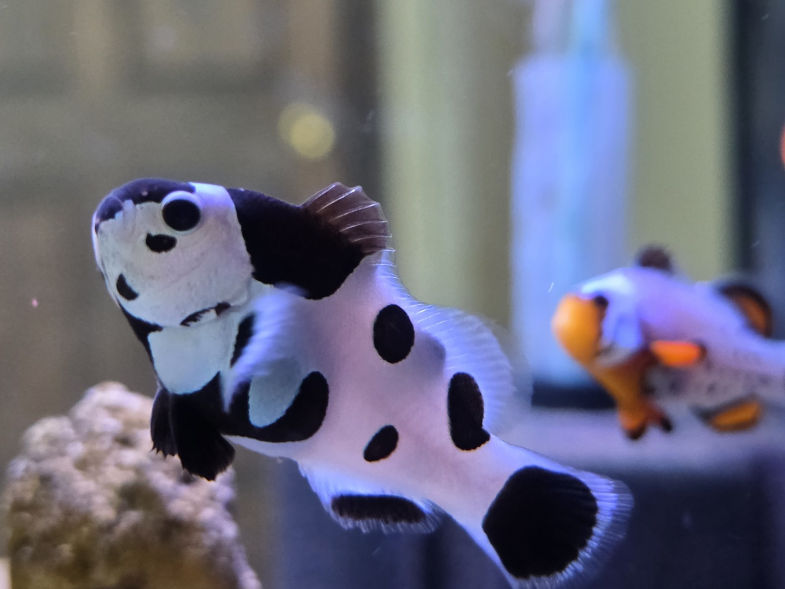 1-BLACK STORM CLOWNFISH RARE Collectors Clown (one) - All Similar 2 1-BLACK STORM CLOWNFISH RARE Collectors Clown (one) - All Similar 2
