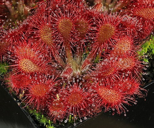 100+ Seeds Drosera Spatulata Spoon-Leaved Sundew Carnivorous Plant