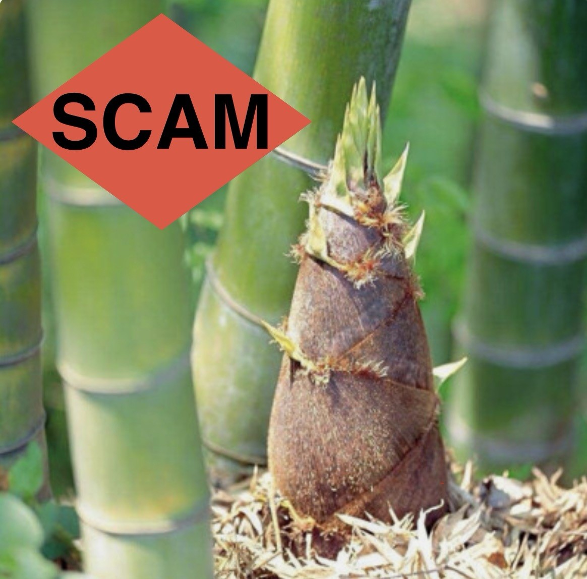 99% Of Bamboo Seeds Are A Scam- Imposter Grass Seed Ruse - Read Inside For Why