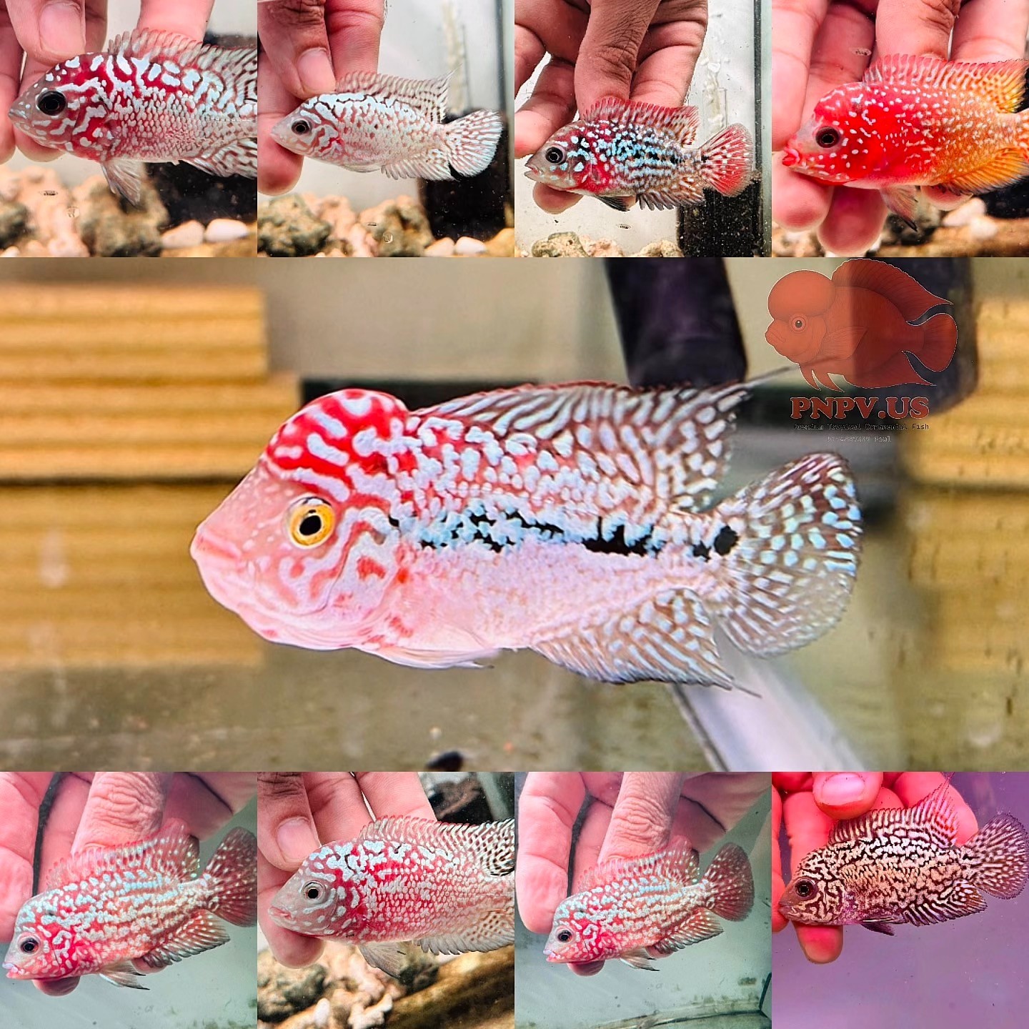 Premium Male Kamfa Flowerhorn Fish 2-3\'\'-High Quality-Random Pick-Fast Shipping Premium Male Kamfa Flowerhorn Fish 2-3\'\'-High Quality-Random Pick-Fast Shipping