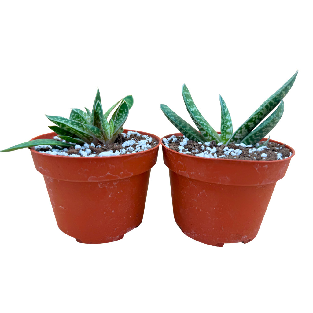 2-Pack 4\ 2-Pack 4\