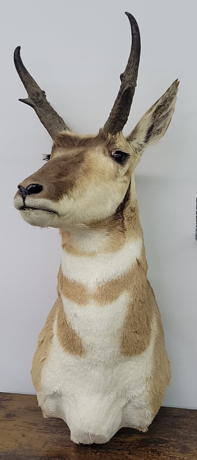 Pronghorn Antelope Shoulder Mount Taxidermy