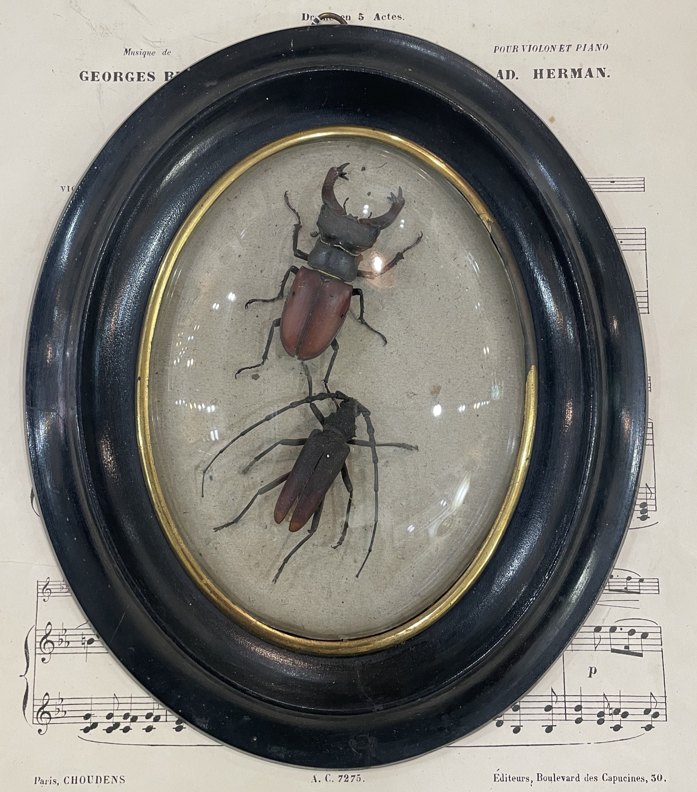 Rare Antique French Insect Taxidermy Domed Glass Wooden Frame c1880