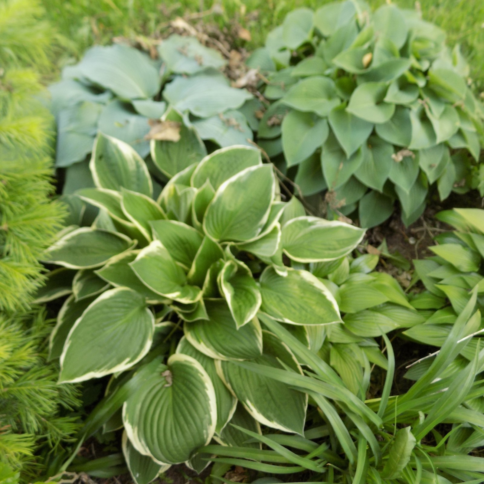 5 MEDIUM HOSTAS OF \