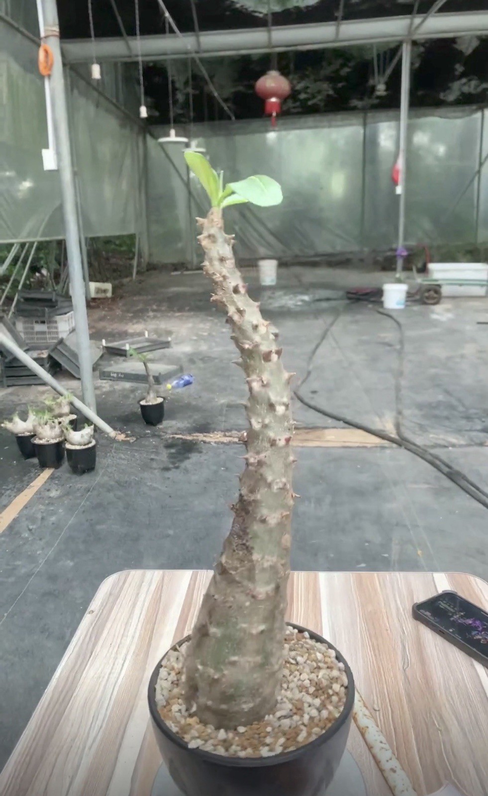 Pachypodium rosulatum var. gracilius, base thickness 8 cm WYSIWYG Pachypodium rosulatum var. gracilius, base thickness 8 cm WYSIWYG