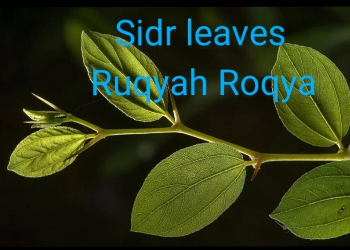 dried Sidr leaves,lote Leaves Ruqyah, Roqya, Destroy Magic and Evil Eye,2 oz. dried Sidr leaves,lote Leaves Ruqyah, Roqya, Destroy Magic and Evil Eye,2 oz.