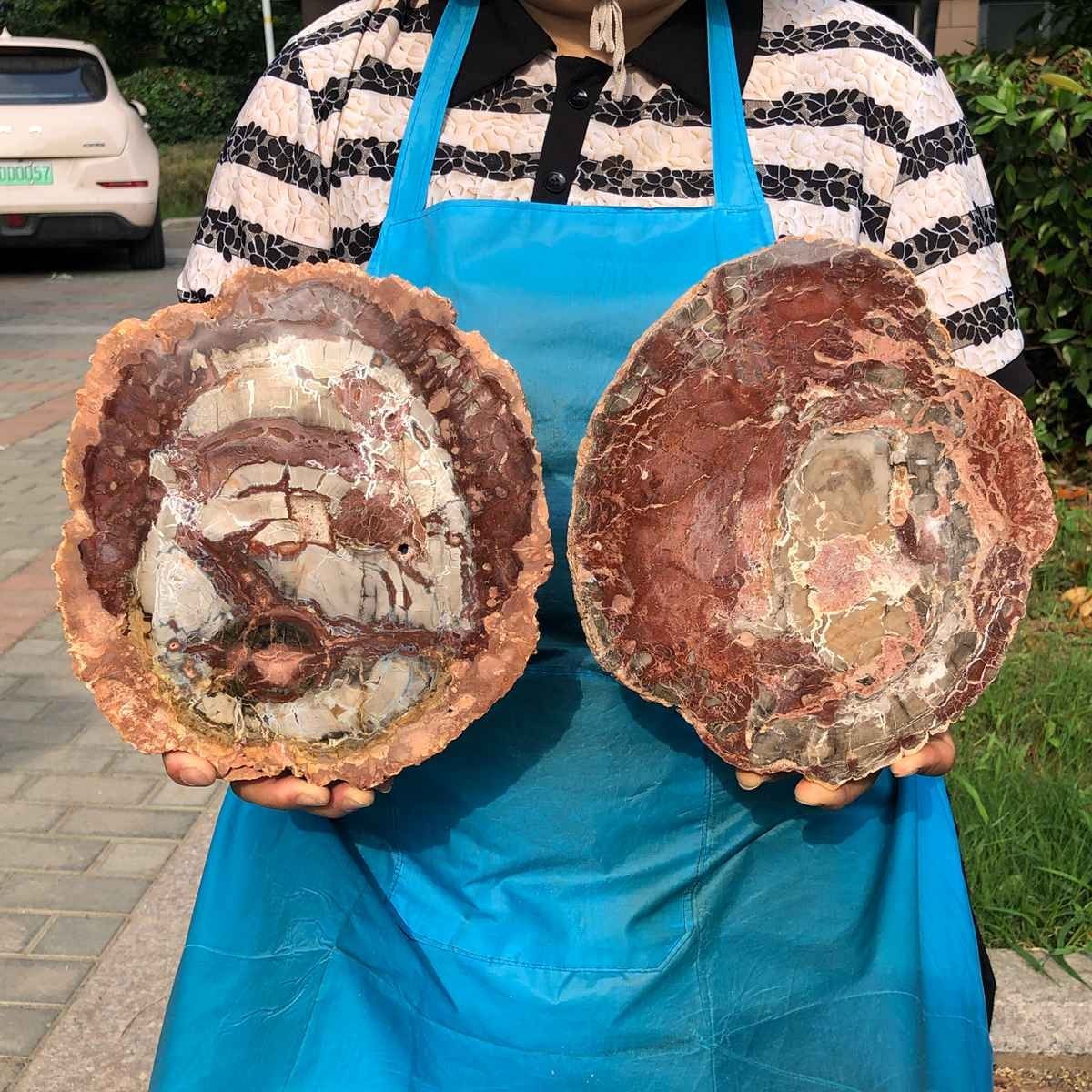 2pcs 7.04LB Natural Petrified Wood Crystal Fossil Slice Crystal Specimen 6177