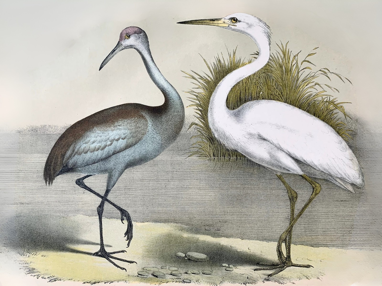 Heron Birds Oil Painting Wall Art Poster Print 
