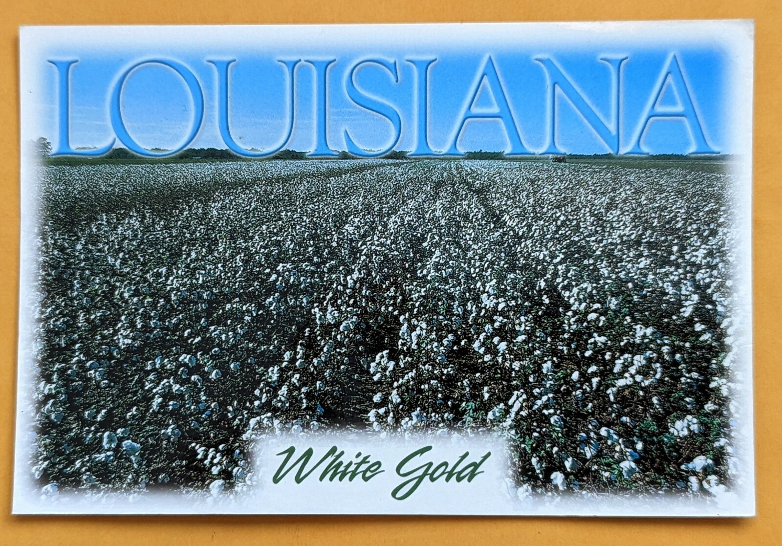 Postcard LA: White Gold ( Cotton). Louisiana 