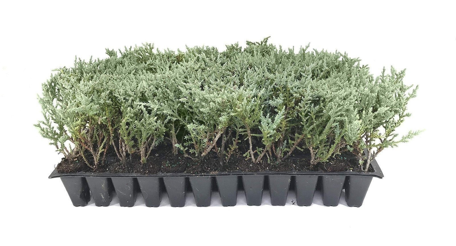 Juniper Angelica Blue | 2 Inch | Juniperus chinensis | Hardy Groundcover Plant