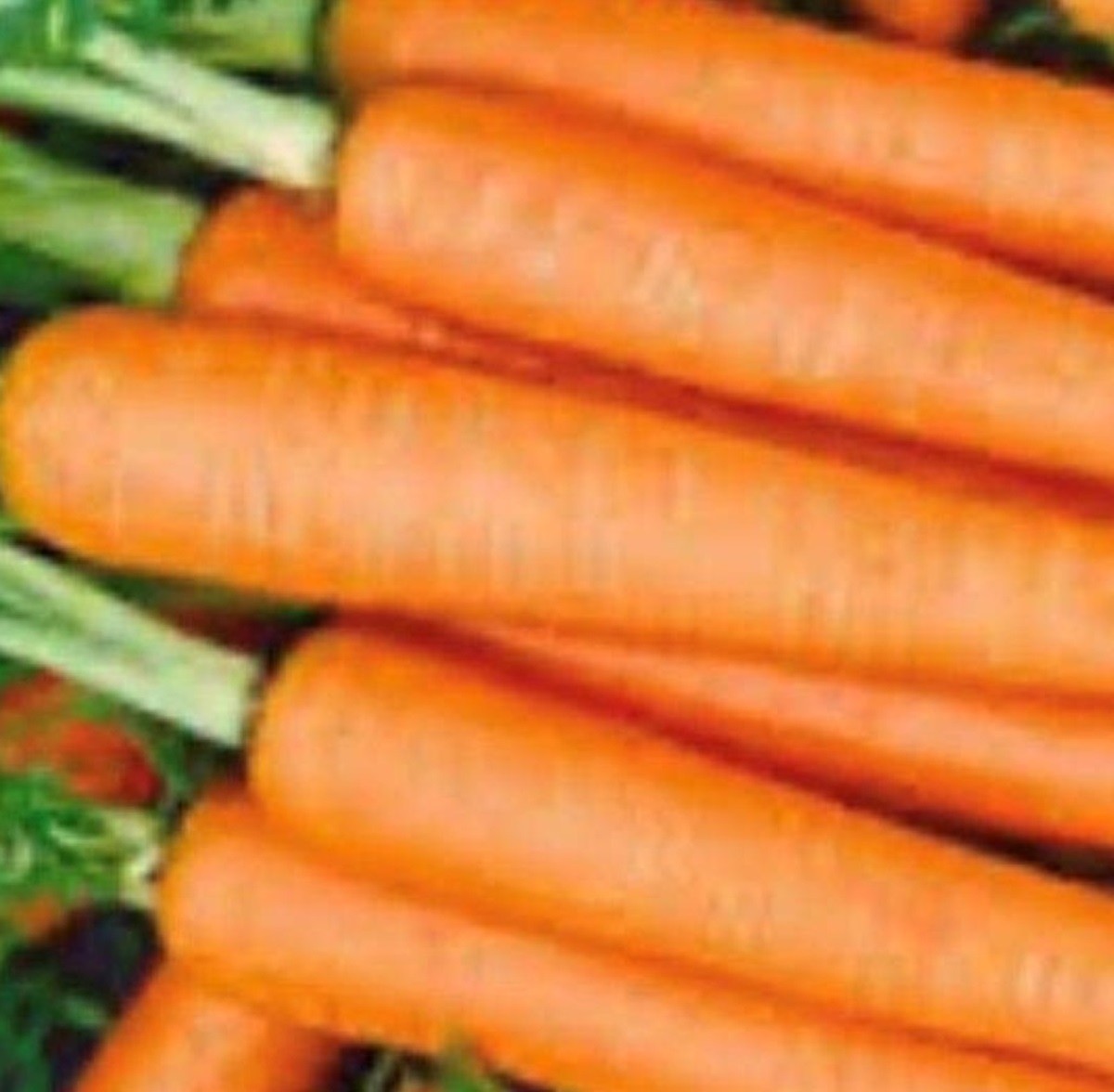 Tendersweet Carrot Seeds | NON-GMO Carrot Seeds | Fresh Heirloom Garden Seeds Tendersweet Carrot Seeds | NON-GMO Carrot Seeds | Fresh Heirloom Garden Seeds