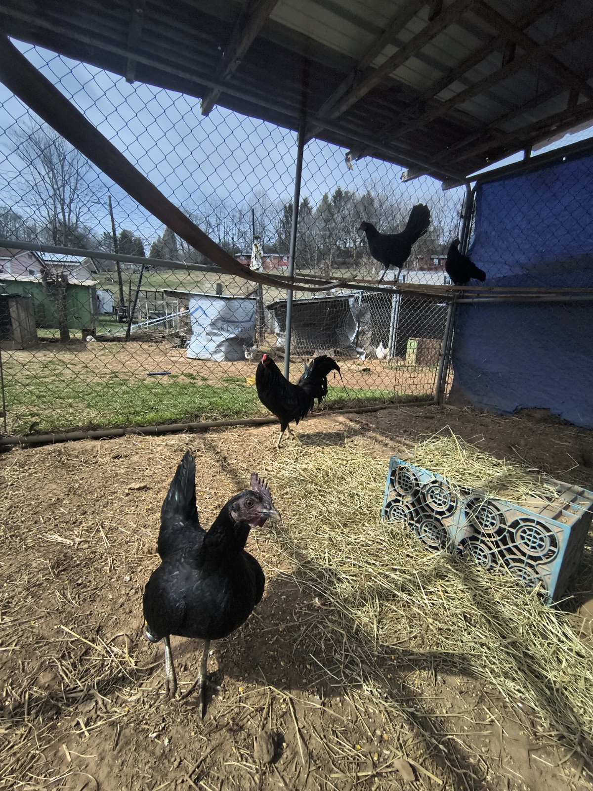 12 +SID Pure Hatching Eggs 12 +SID Pure Hatching Eggs