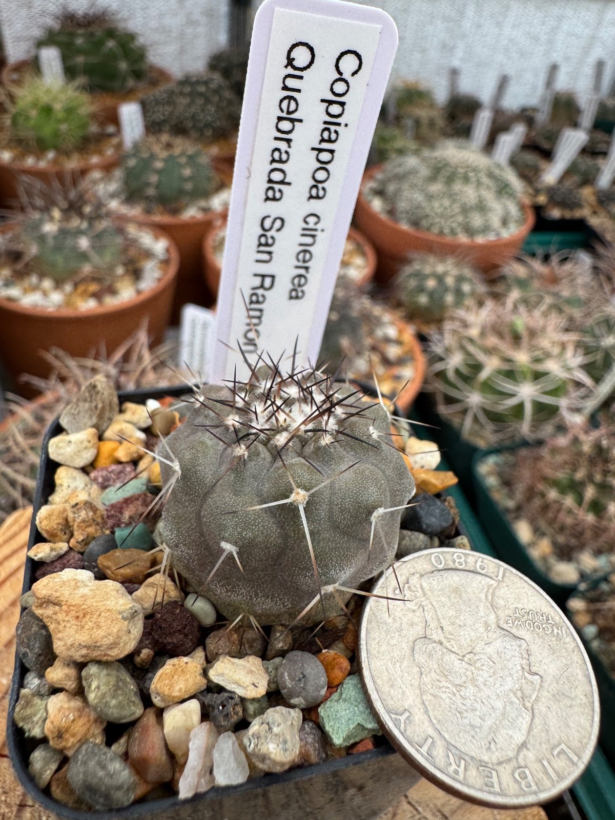 Copiapoa cinerea, Quebrada San Ramon Rare Seed Grown Chilean Cactus 1.08”, lot C
