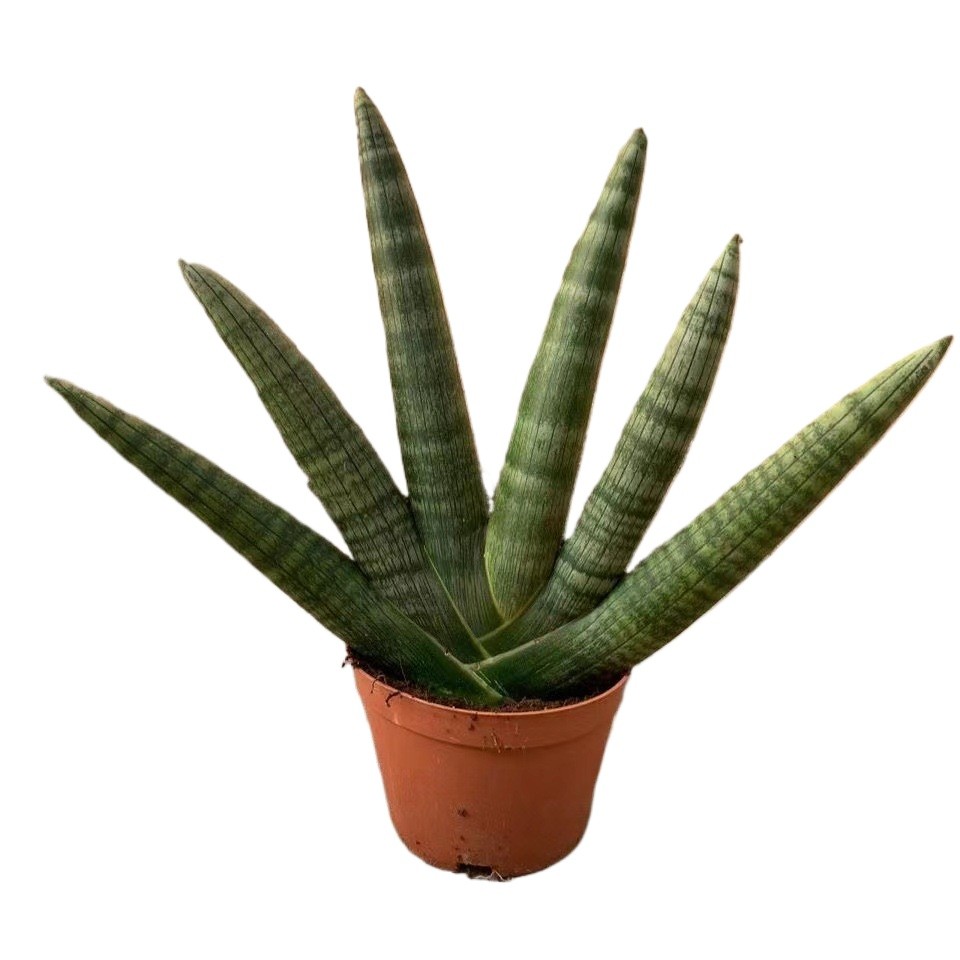 Sansevieria Cylindrica Boncel (Starfish Sansevieria) Snake Plant Mini Sta US Sansevieria Cylindrica Boncel (Starfish Sansevieria) Snake Plant Mini Sta US