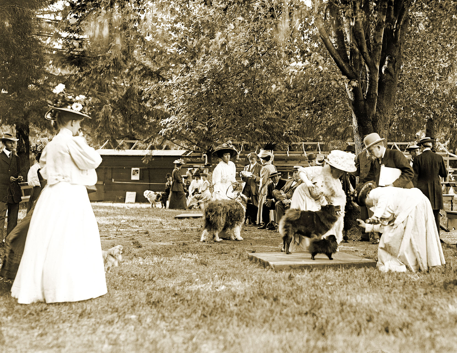 1908 Judging Chows & Pomeranians, Dog Show Vintage Old Photo 8.5\ 1908 Judging Chows & Pomeranians, Dog Show Vintage Old Photo 8.5\