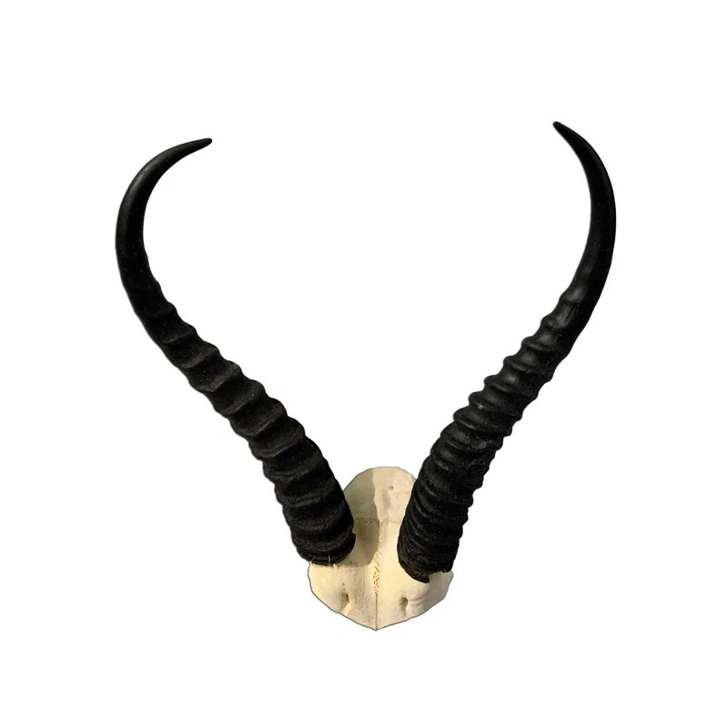 Rustic Real Springbok Skull V Shape Black Wall Decor Sculpture