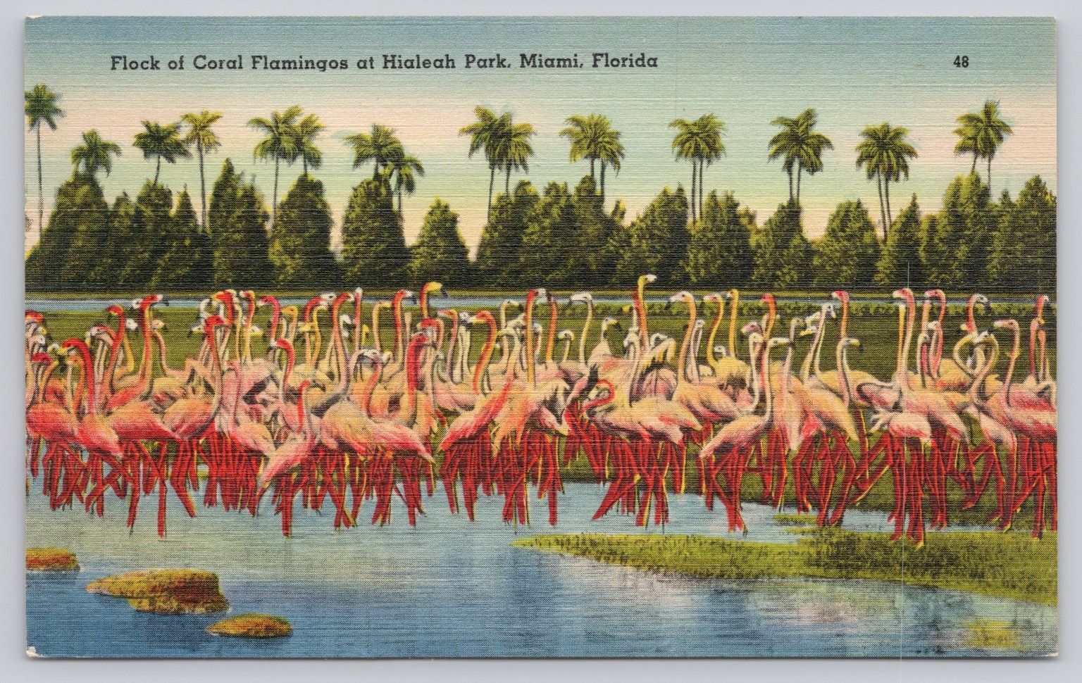 Vintage Tichnor Linen Postcard Hialeah Park Miami FL Flamingos Birds 1940s Vintage Tichnor Linen Postcard Hialeah Park Miami FL Flamingos Birds 1940s