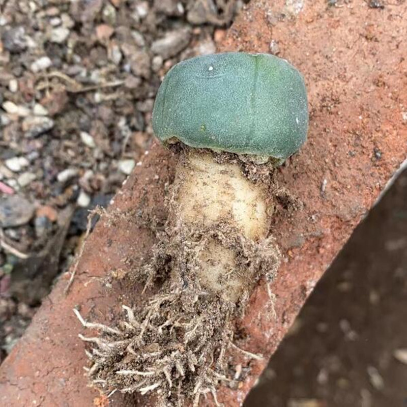 2.5-3cm Cactus Succulent Plant Home Garden Beautiful Flowering Plant
