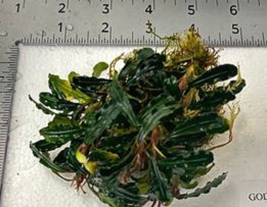 Buce Random 3x3 clump AND 12 + Rhizomes Unlabeled. Aquarium/Paludarium/Vivarium