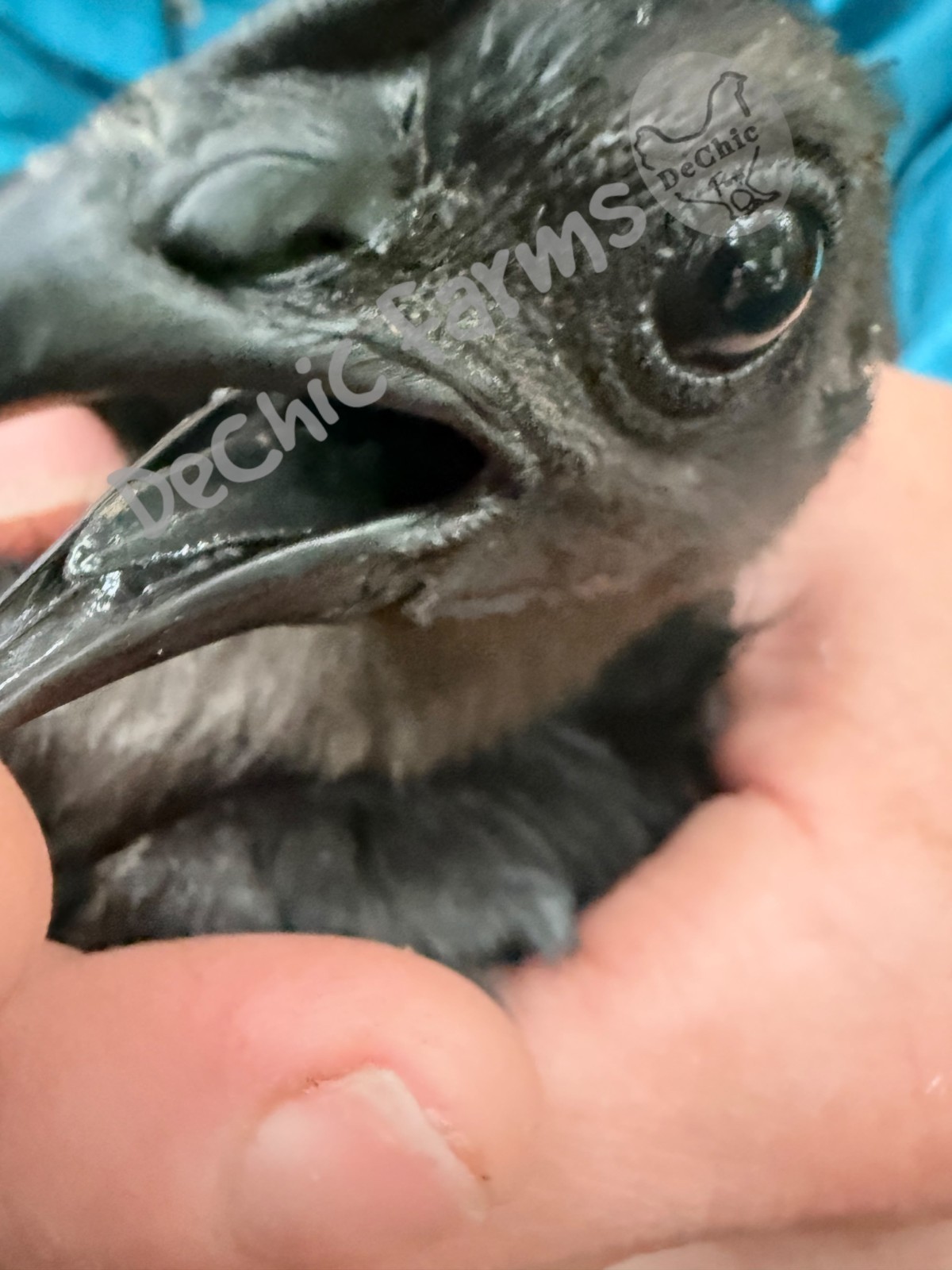 Ayam Cemani 12 Hatching Eggs – Fresh Fertile – Shipped 1–2 Days Old 