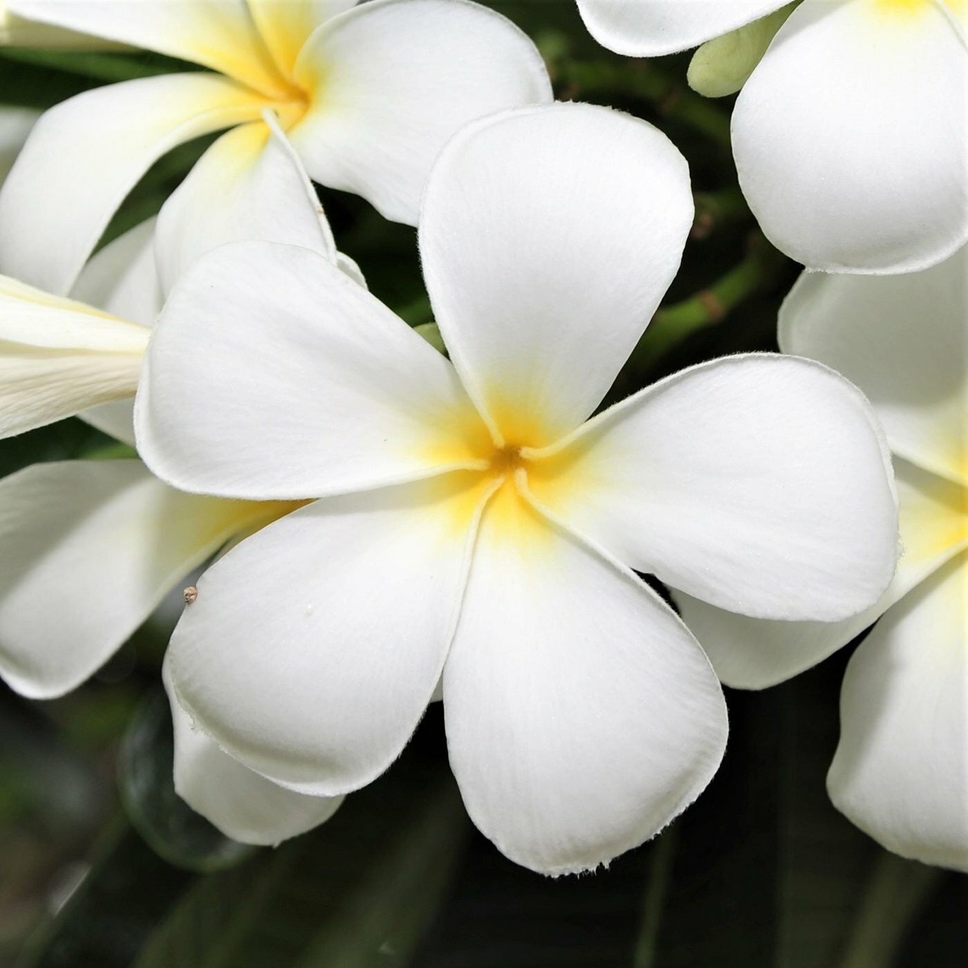 HAWAIIAN MIXED PLUMERIA FRANGIPANI PLANT CUTTINGS - FRAGRANT EASY TO GROW HAWAIIAN MIXED PLUMERIA FRANGIPANI PLANT CUTTINGS - FRAGRANT EASY TO GROW
