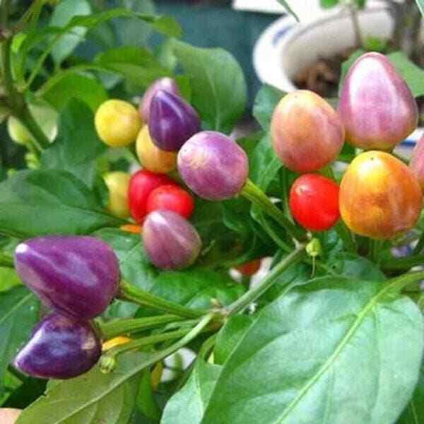 20 Rainbow Heirloom hot pepper Christmas light plant seeds flowers rare colorful 20 Rainbow Heirloom hot pepper Christmas light plant seeds flowers rare colorful